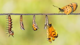 Life cycle of Tawny Coster transform from caterpillar to butterfly on twig